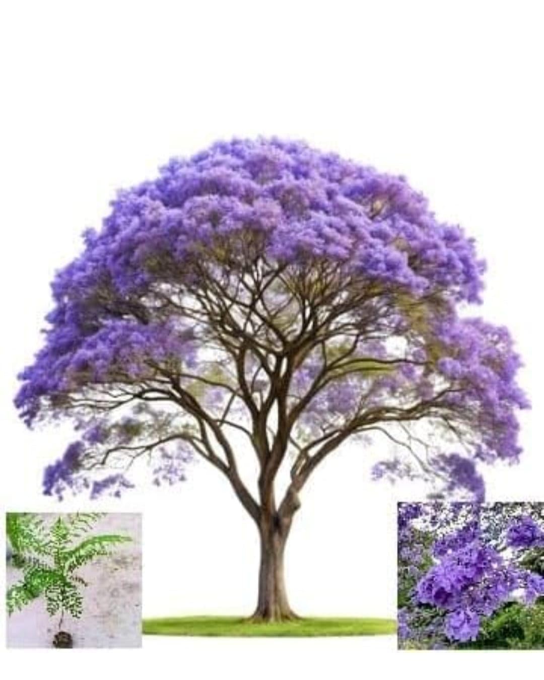 Jacaranda Mimosifolia Live Flowering Tree Plant, Purple Blue Bloom